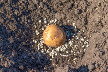 Hand holds fertilizer against the background of the soil