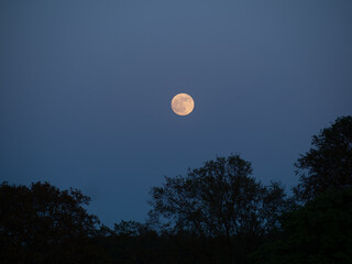 Moon above the trees.