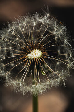 a dandelion with a fluffy white head grows outdoors. miakro photography