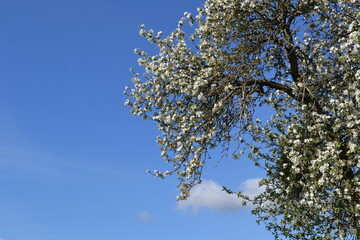 blossoming apple tree