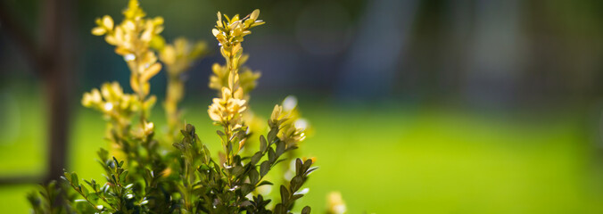 Panoramic background of a garden bush. Beautiful natural countryside landscape. Selective focusing on foreground with strong blurry background