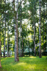 Birch grove in summer and sunlight, beautiful foliage. soft focus