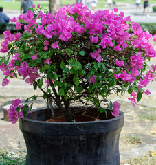 beautiful bougainvillea pink flower with branch and leave in pot, tree plant