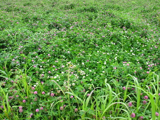 初夏の野原に咲く赤詰め草と白詰め草