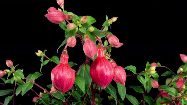 Blooming Fuchsia Time Lapse. Beautiful Red Fowers of Fuchsia Growing on Black Background With Moving Green Leaves. Ready To Bloom Houseplant