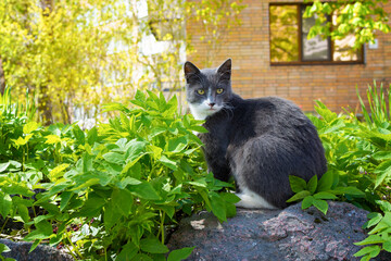 Cute grey cat with white breast sitting posing on camera