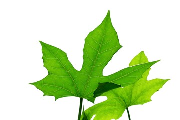 In selective focus tropical plant leaves on white isolated background for green foliage backdrop