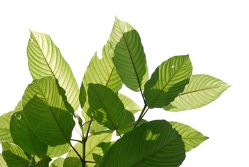Naklejka na ściany i meble In selective focus a branch of Kratom leaves on white isolated background for green foliage backdrop