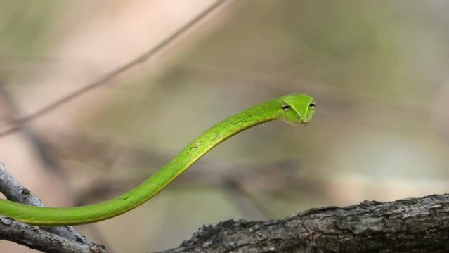 Green Whip Snake - Looking -