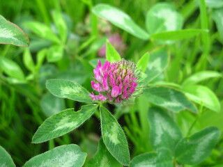 咲き始めた野原のアカツメクサ