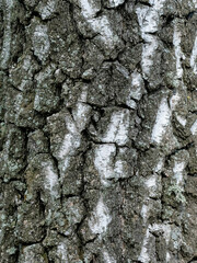 Birch Bark Texture.Old Tree, natural background