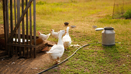 A flock of white geese grazes on a green meadow on the farm © NataliaArkusha