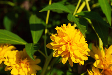 Kerria japonica tree with bright yellow flowers