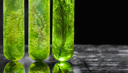 Algae fuel biofuel industry lab researching for alternative to fossil algae fuel or algal biofuel. - 504880161