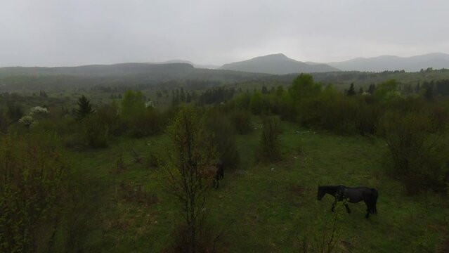 A herd of wild horses running through a forest during heavy rainfall. Aerial fpv drone following track view slow motion shot. Beautiful nature in spring or summer rain. 