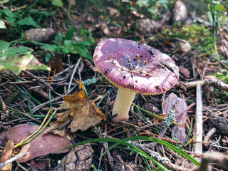 Purple mushroom on ground in a forest with fallen leaves and pine cones.