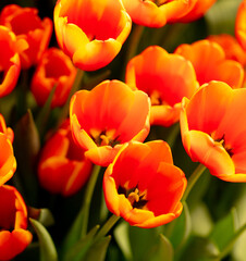 Red flowers tulips in the park.