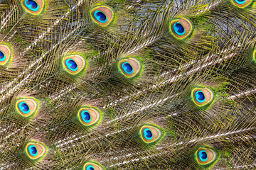 Obraz premium Multicolored peacock feathers as a background.