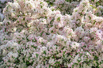 Apple tree flowers background