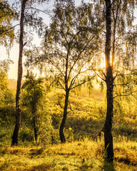 Fototapeta na wymiar Sunrise in a birch forest on a sunny summer morning with fog.
