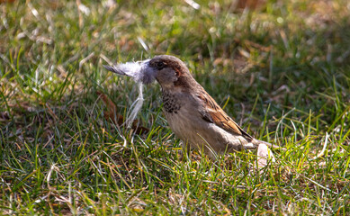 Sparrow on green grass in spring
