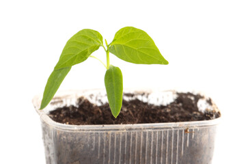 Small paprika sprout isolated on white background.