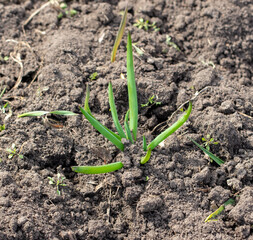 Sprouting of onion sprouts in the ground in early spring.