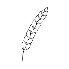 Hand drawn ear of wheat. Black and white sketch of agricultural plant. Barley and rye crop. 