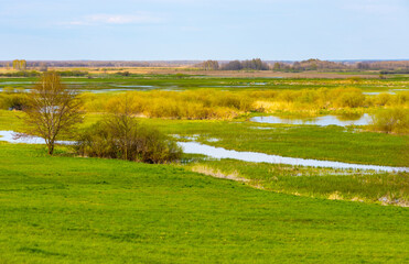 Naklejka premium Panoramic view of Biebrza river wetlands and bird wildlife reserve during spring nesting period in Burzyn village in Podlaskie region of Poland