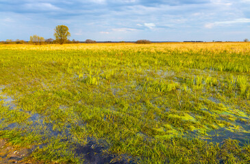 Panoramic view of Biebrza river wetlands and bird wildlife reserve during spring nesting period in Mscichy village near Radzilow in Podlaskie region of Poland - obrazy, fototapety, plakaty