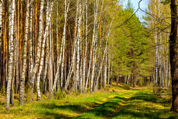 Birch forest of Biebrza river wetlands and bird wildlife reserve during spring nesting period aside Carska Droga sightseeing route near Goniadz in Podlaskie region of Poland