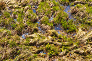Closeup pattern of Biebrza river Bagno Lawka wetlands and bird wildlife reserve during spring nesting period aside Carska Droga sightseeing route near Goniadz in Podlaskie region of Poland - obrazy, fototapety, plakaty