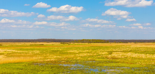 Panoramic view of Narew river grassy wetlands and bird wildlife reserve during spring nesting period in Zajki village near Wizna in Podlaskie region of Poland - obrazy, fototapety, plakaty
