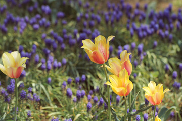 purple and yellow tulips