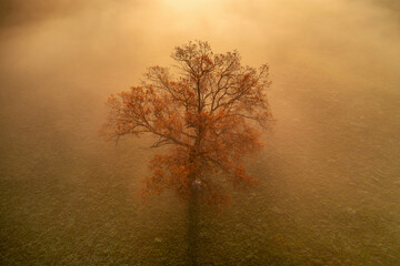 Isolated autumn tree at sunrise with fog. 