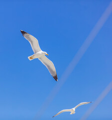 Seagull flying on a blue sky
