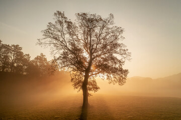 Fototapeta na wymiar Isolated autumn tree at sunrise with fog. 