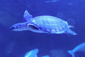A big turtle swims in the sea.
