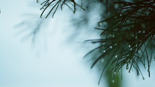 State of nature after the doge with drops on pine branches. High quality 4k footage