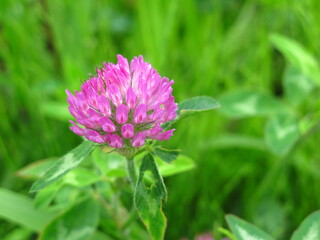 初夏の野原に咲く一輪の赤詰め草