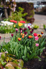 Garden with tulips in different colors