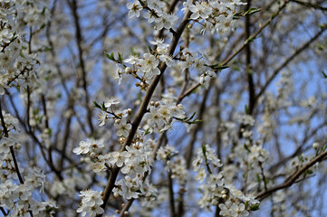 Flowering spring trees