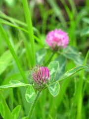 咲き始めた野原のアカツメクサ