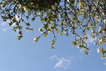 leaves on sky