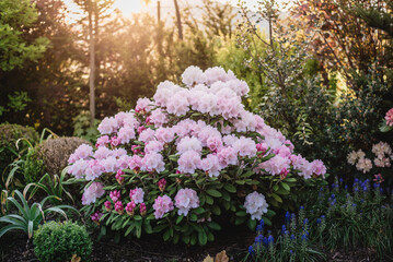 Kwitnący różanecznik w ogrodzie wiosennym - obrazy, fototapety, plakaty