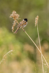 Reed bunting (Emberiza schoeniclus)