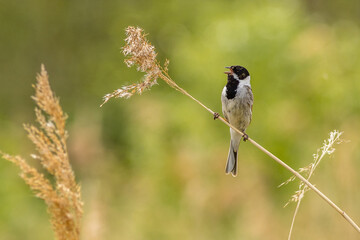 Reed bunting (Emberiza schoeniclus)