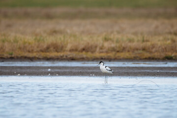 Pied avocet - Recurvirostra avosetta in the water.