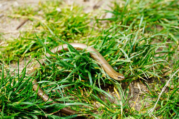 Slowworm in the grass. Lizard close-up. Anguis fragilis.
