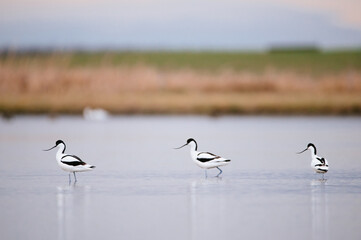 Pied avocet - Recurvirostra avosetta in the water.